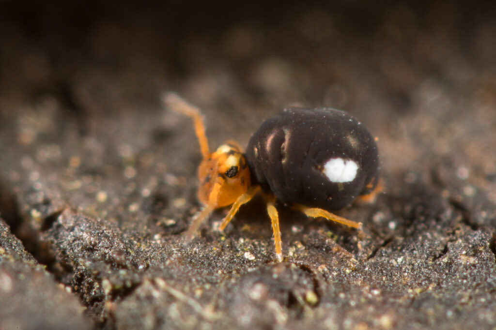 Sminthurinus trinotatus collembole globuleux symphypleones des pots de fleurs