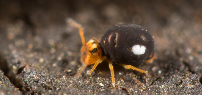 Sminthurinus trinotanus