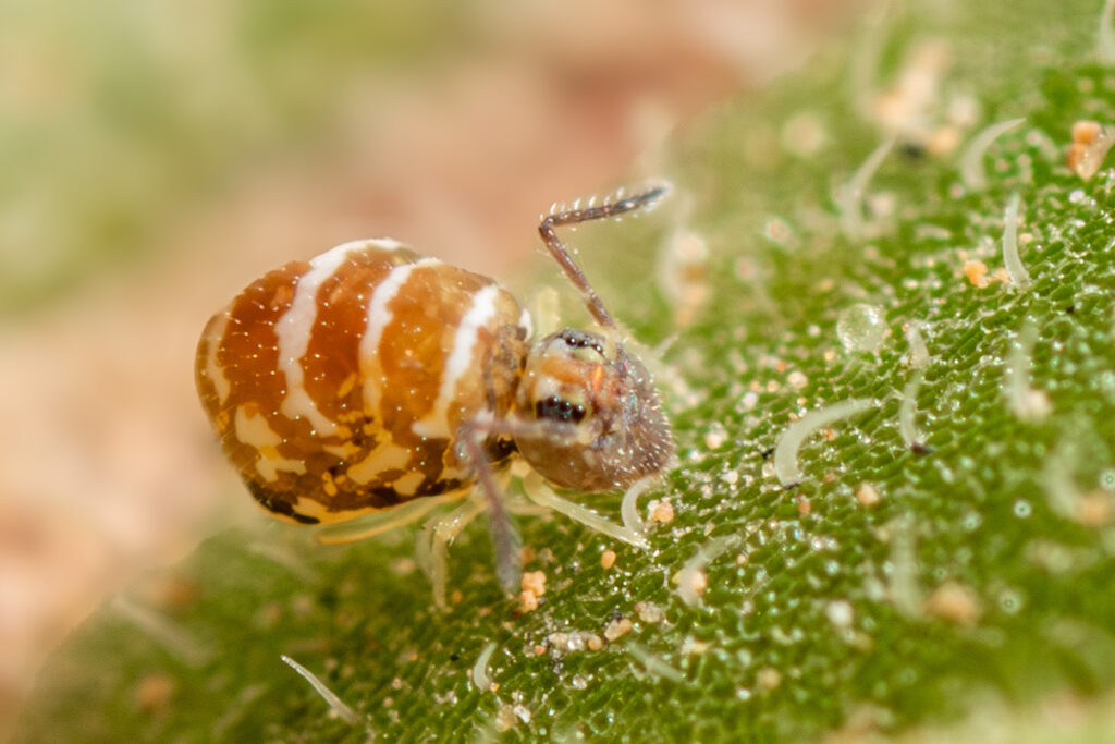 Fasciosminthurus quinquefasciatus canariensis de Lanzarote occupant la végétation parsemée sur les terres volcaniques de l'île