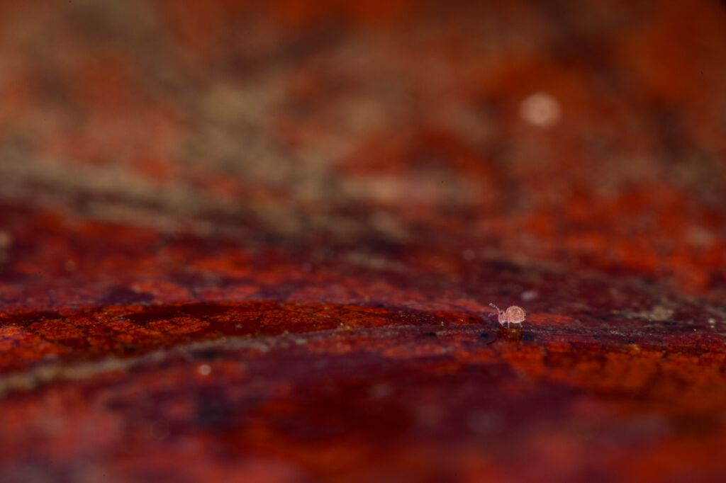 Sphaeridia pumilis est un collembole vraiment minuscule et une simple feuille morte devient un parcours gigantesque.