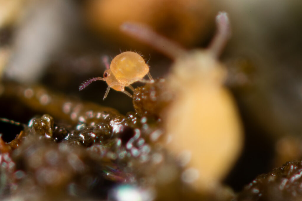 La couleur jaune ici d'une femelle Sphaeridia pumilis montre la variabilité chromatique de ce collembole globuleux de petite taille.