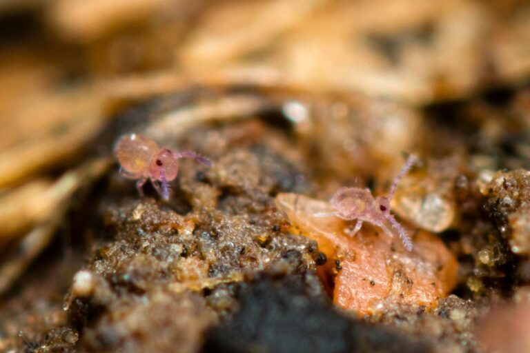 Sphaeridia pumilis mâle et femelle réunis sur cette photo sur la litière humide en forêt