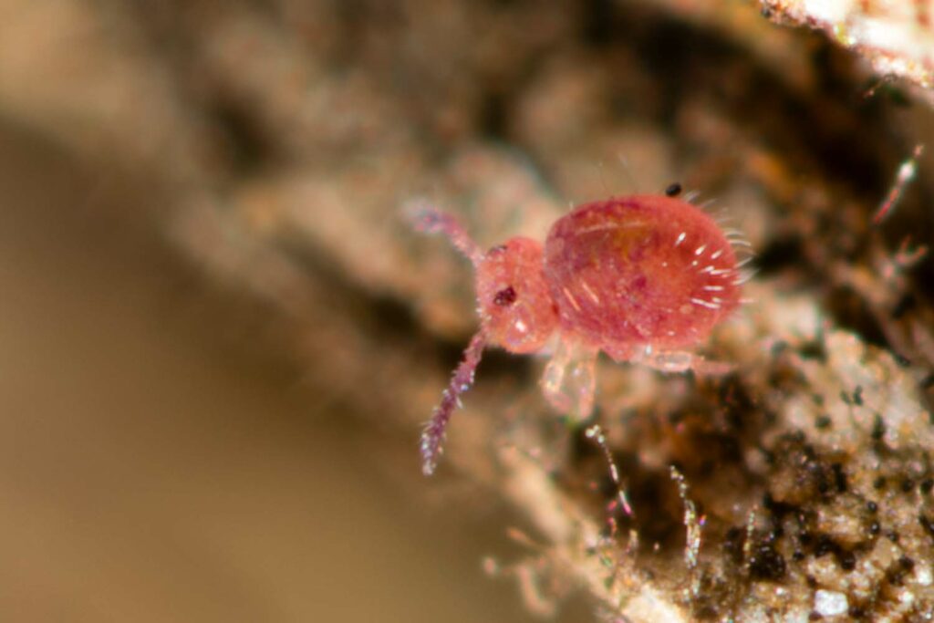 Sphaeridia pumilis variabilité chromatique, ici une femelle rouge qui se repère plus facilement pour la macrophotographie