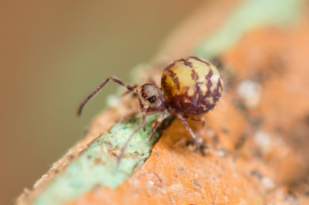 Sphyrotheca sp JANSSENS PICARD 2019 nouvelle espèce science