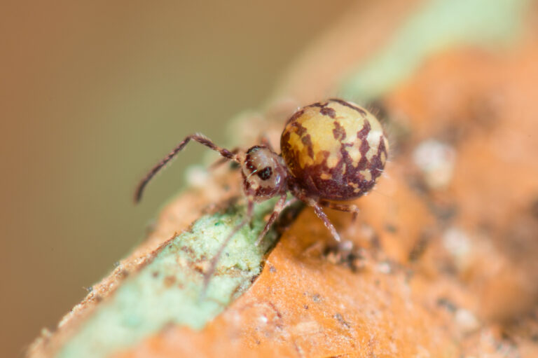 Sphyrotheca sp JANSSENS PICARD 2019 nouvelle esp&egrave;ce science
