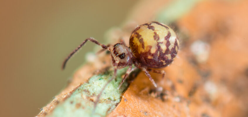 Sphyrotheca sp.