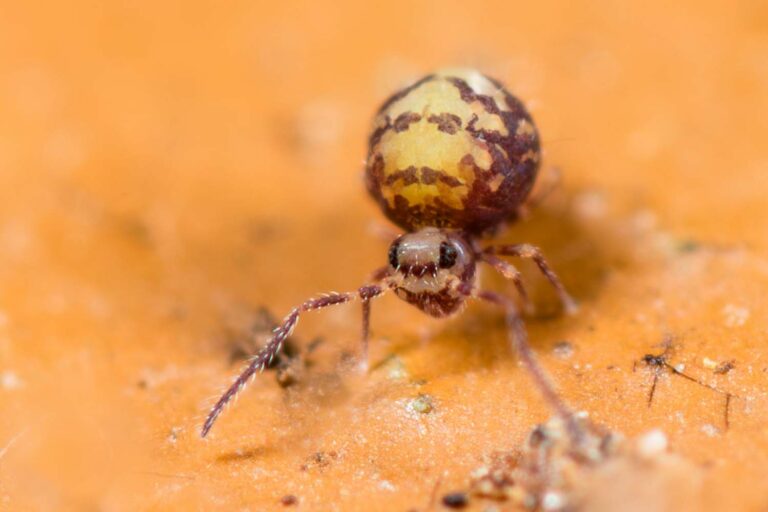 Sphyrotheca sp new species european spingtail 2019 (rare photo)