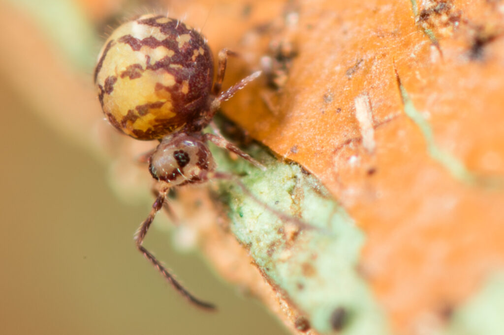 Symphypleona Sphyrotheca