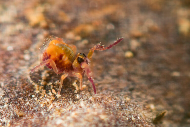 Le collembole Stenacidia violacea mâle bicolore jaune et rouge