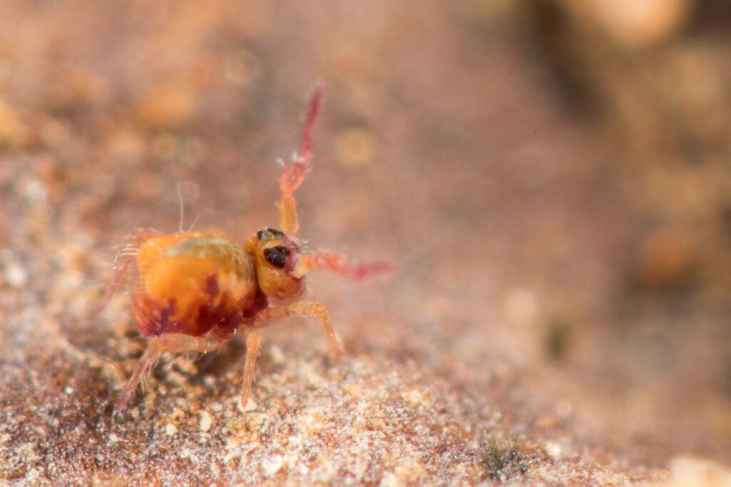 Collembole Symphypleone Stenacidia violacea orange et rose de France