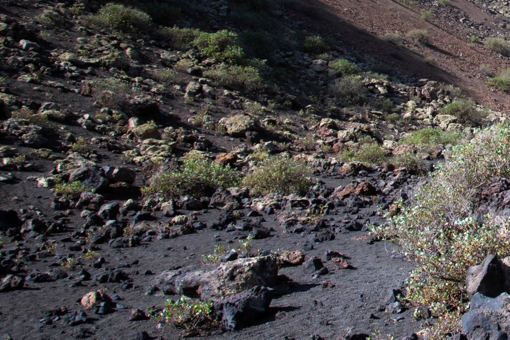 Végétation rare sur les sols volcaniques de Lanzarote