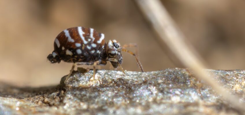 Fasciosminthurus quinquefasciatus, collembole globuleux photographié en macro dans la végétation basse