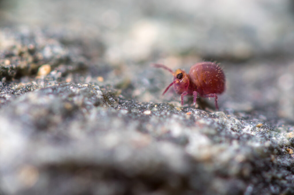 Stenacidia violacea vit sur le substrat minéral ou organique humide