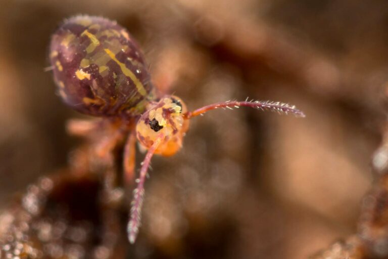 Dicyrtomina ornata avec un motif dorsal caractéristique