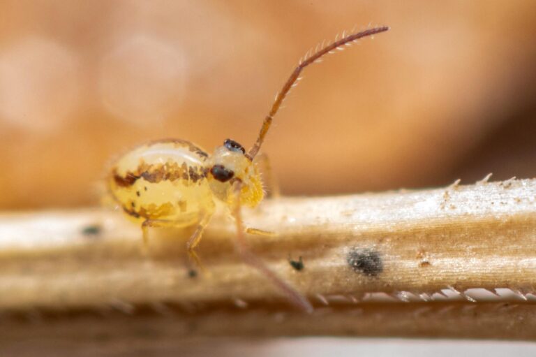 Collembola Symphypleona Heterosminthurus claviger biotope Landes et tourbi&egrave;res
