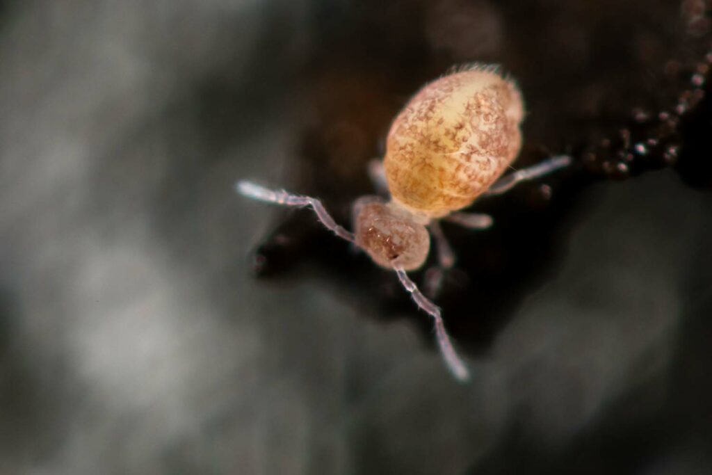 Collembole cavernicole groupe Pygmarrhopalites pygmaeus, photographié en milieu souterrain (ancien tunnel)
