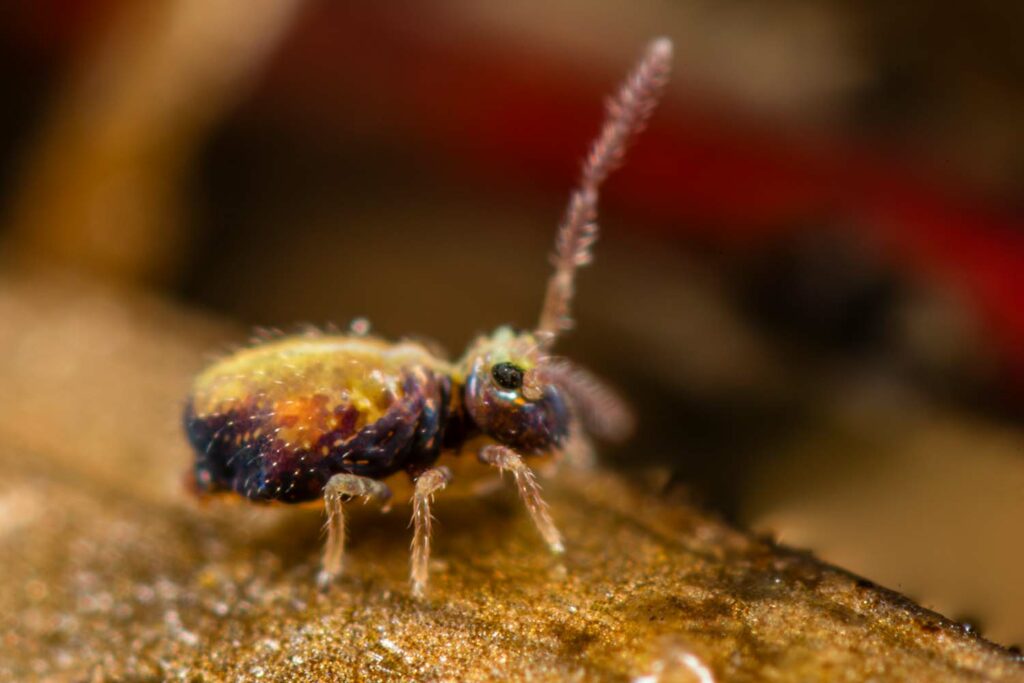 Collembole coloré de violet et de jaune, mâle de Heterosminthurus insignis form maculatus de la réserve naturelle nationale du Pinail (photo 2018)