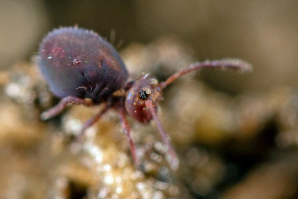 Dicyrtoma fusca (couleur uniforme)