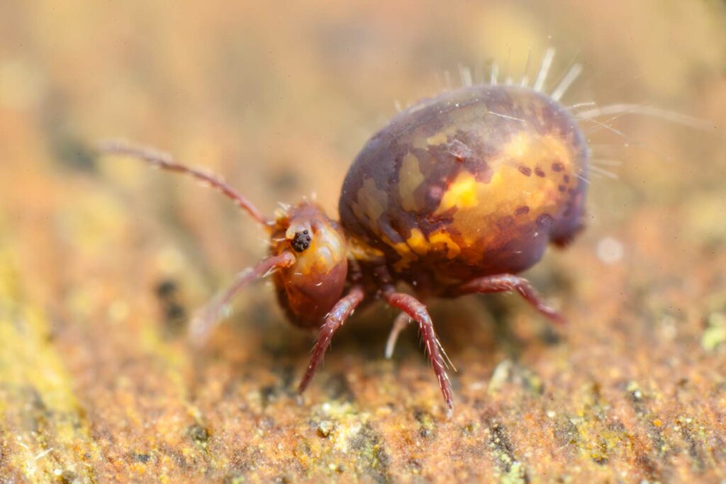 Dicyrtoma fusca var 1 (bicolore)