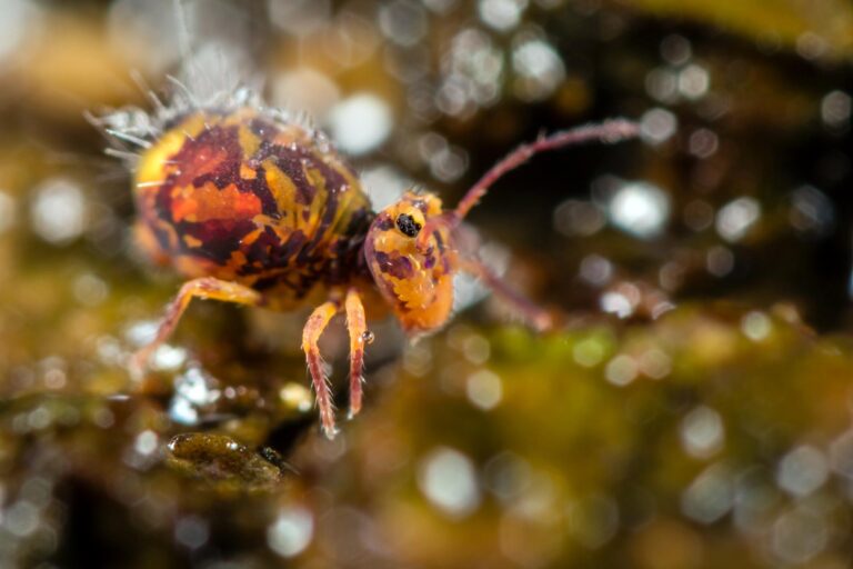 Dicyrtomina ornata collembole épigé de litière commun à l'automne