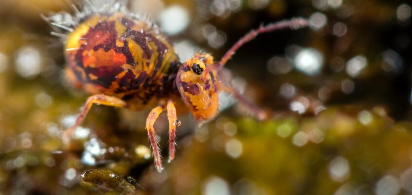 Dicyrtomina ornata