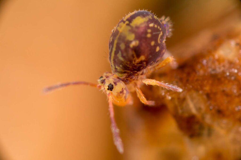 Dicyrtomina ornata collembole multicolor