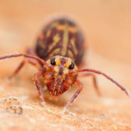 Dicyrtomina ornata form couloni
