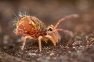 Dicyrtomina ornata form meridionalis