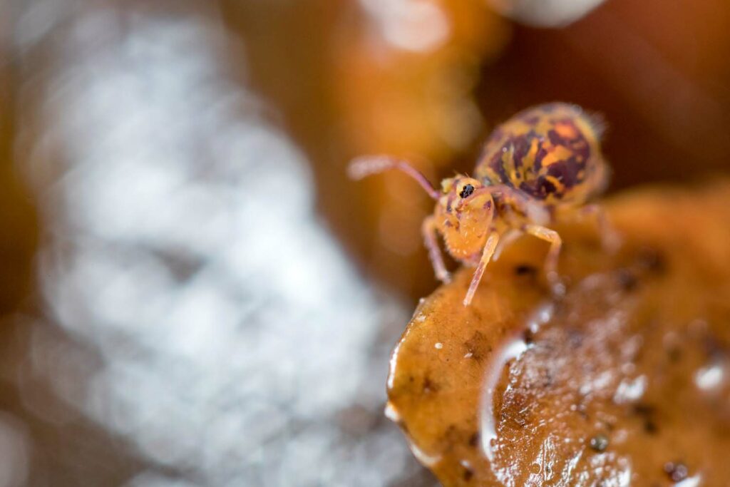 Dicyrtomina ornata sur une feuille morte à l'automne