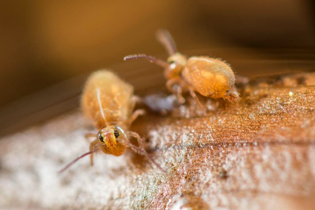 Duo de femelles jaune paille de Heterosminthurus insignis form maculatus sur une feuille tombé au bord de l'eau