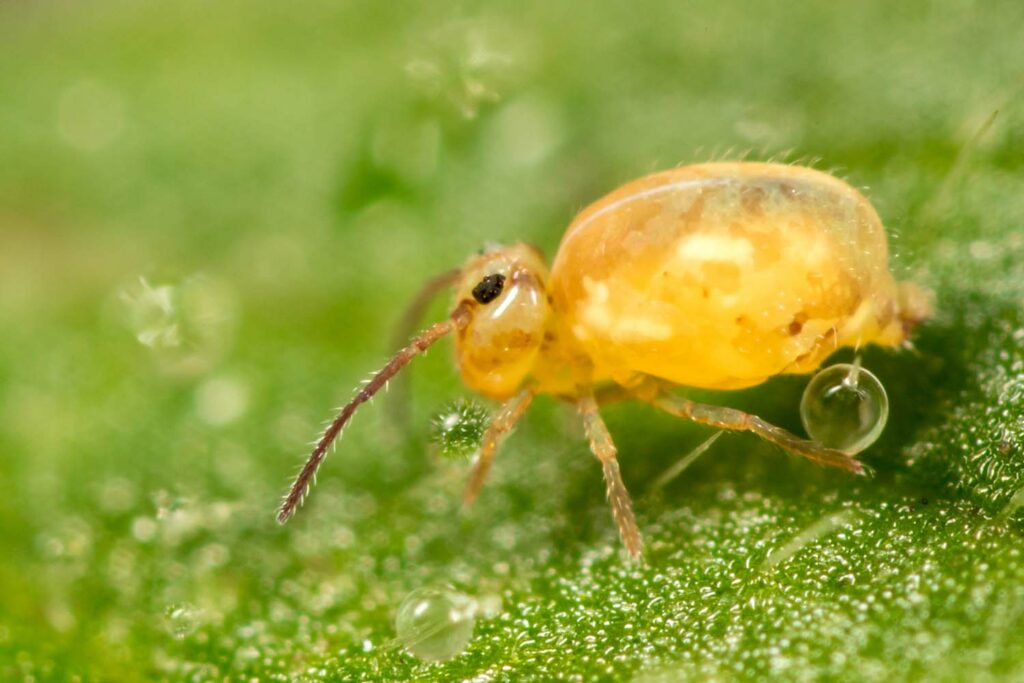 Au sein de Heterosminthurus insignis f. marmoratus une forme pâle existe