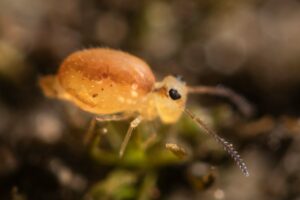 Heterosminthurus bilineatus photo habitus