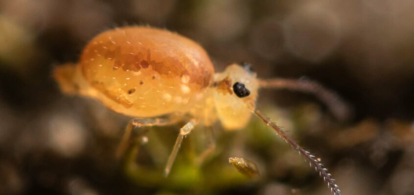 Heterosminthurus bilineatus