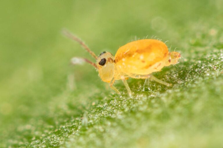 Heterosminthurus bilineatus sur feuillage
