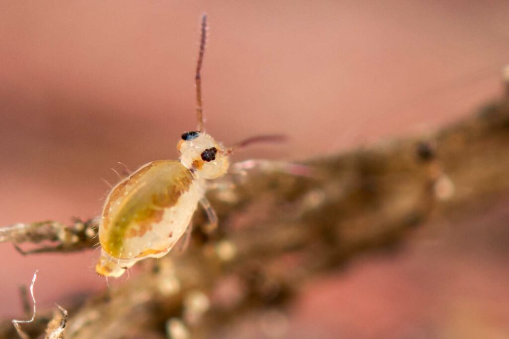 Heterosminthurus claviger vit dans les landes à bruyères notamment