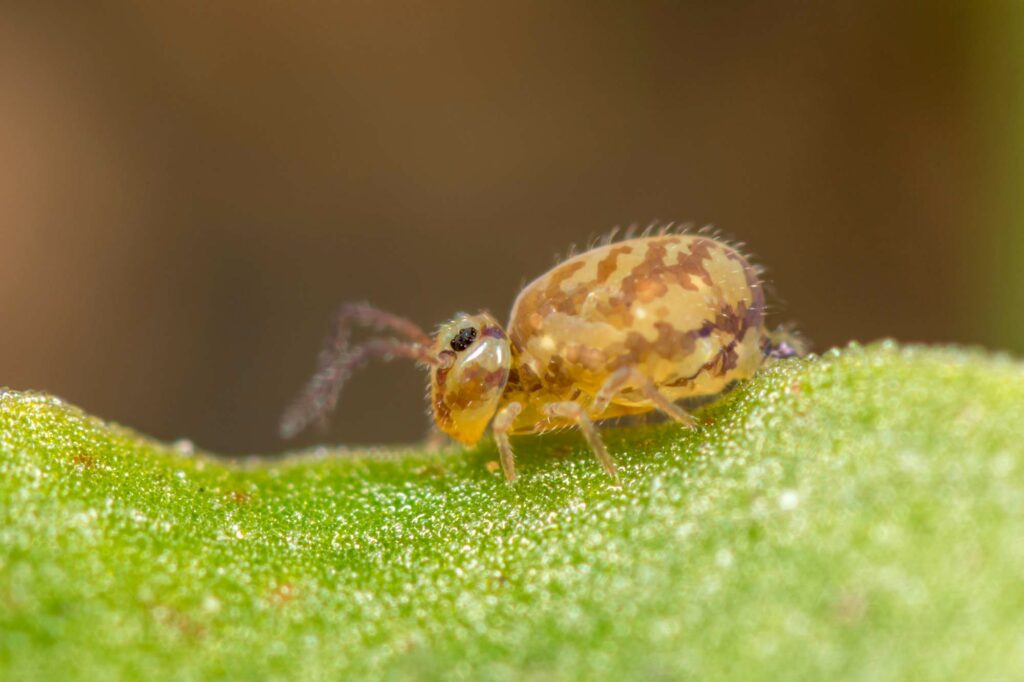Heterosminthurus insignis f marmoratus s'observe à proximité des milieux aquatiques dans la végétation en rive