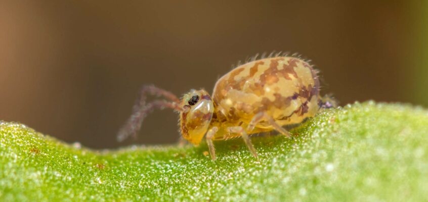 Heterosminthurus insignis f. marmoratus
