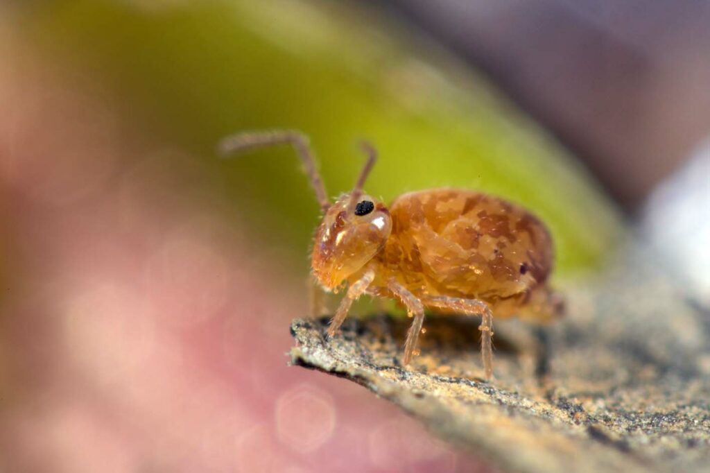 Heterosminthurus insignis form marmoratus collembole Symphypleona de milieux aquatiques