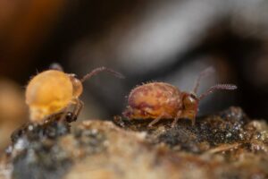 Heterosminthurus insignis forme maculatus et marmoratus occupe la même niche écologique et s'observe ensemble dans leur habitat