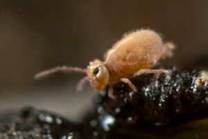Heterosminthurus insignis maculatus collembole Bourletiellidae