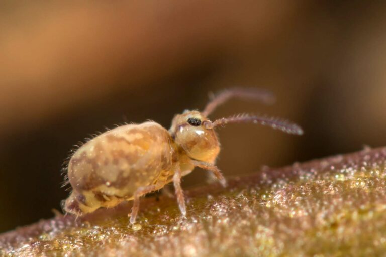 Heterosminthurus insignis marmoratus femelle