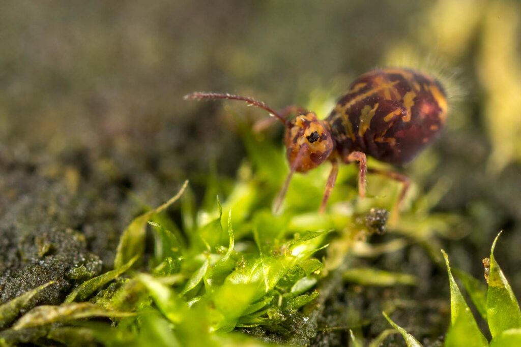 Bois mort, mousses, algues sont très attractifs pour les collemboles Dicyrtomina ornata car ils y trouvent leur nourriture.