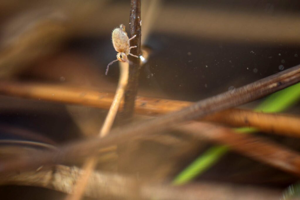 Brindilles roseaux l'environnement aquatique de Heterosminthurus insignis form maculatus