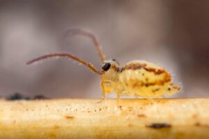 Mâle mature avec caractères spécifiques secondaires de Heterosminthurus claviger