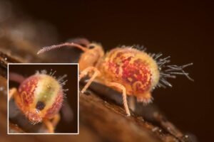 Montage Dicyrtomina signata pour identification