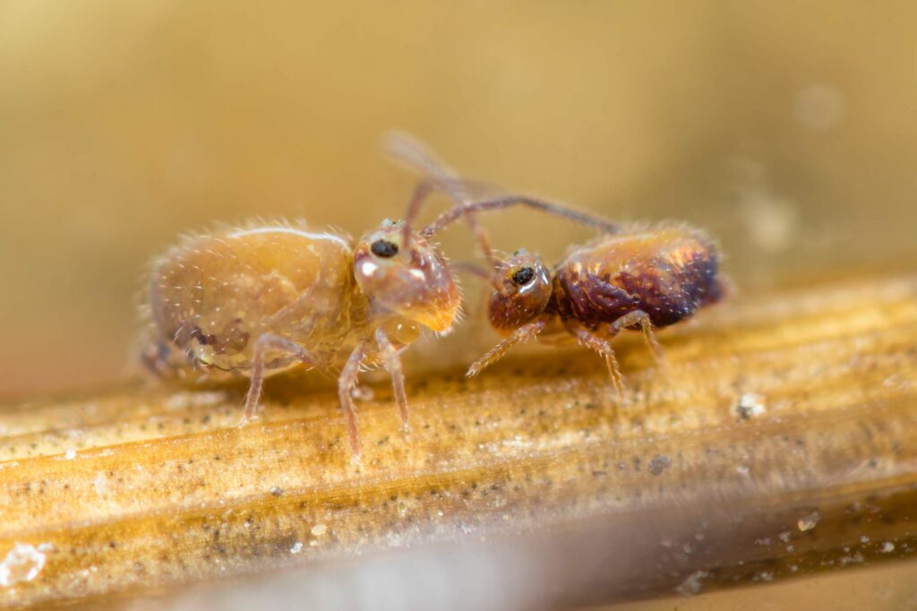 Parade nuptiale Heterosminthurus insignis form maculatus (femelle à gauche et mâle à droite)