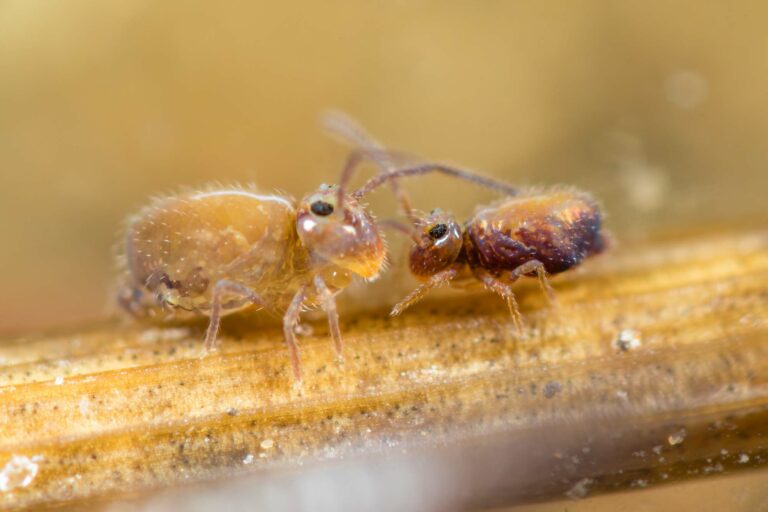 Parade nuptiale Heterosminthurus insignis form maculatus (femelle &agrave; gauche et m&acirc;le &agrave; droite)