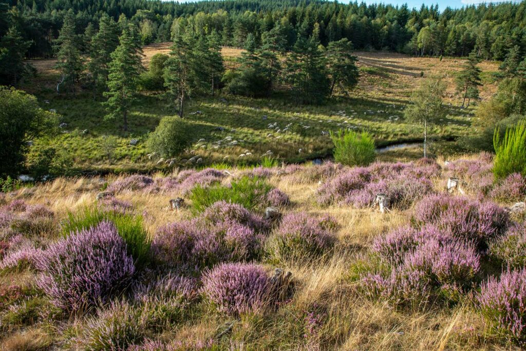 Prairie et lande à bruyère dans la Creuse propice à Heterosminthurus claviger