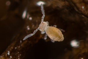 Pygmarrhopalites principalis