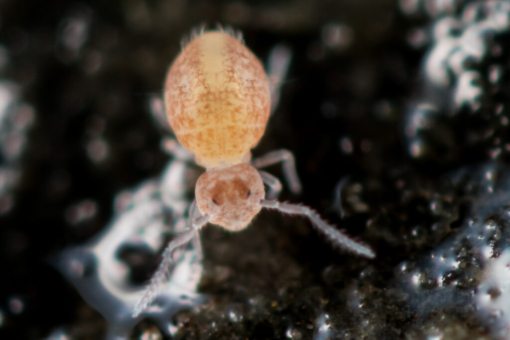 Pygmarrhopalites pygmaeus est un collembole de grottes et milieux souterrains